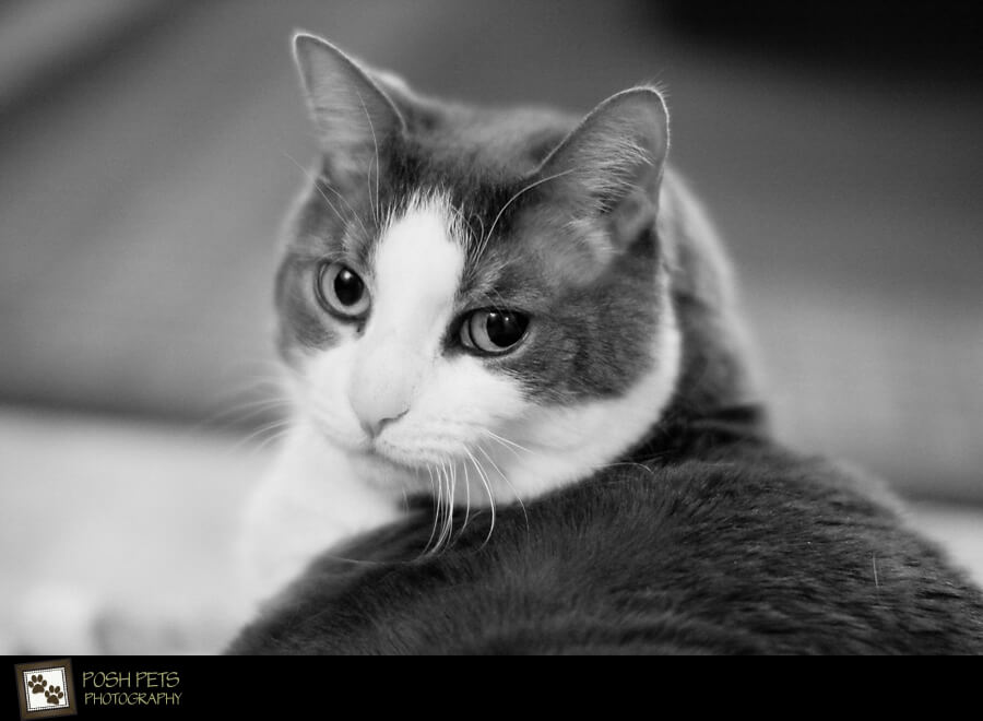 Project 52 – Black & White | Pet Portraits in Toronto