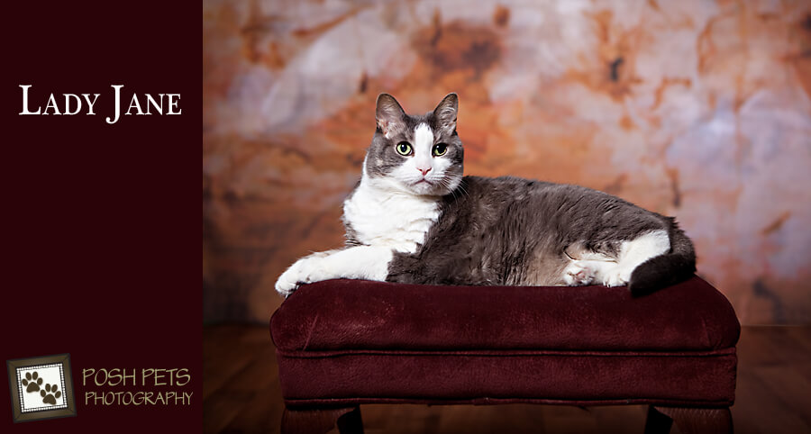 Happy Anniversary Lady Jane | Toronto Cat Photographer