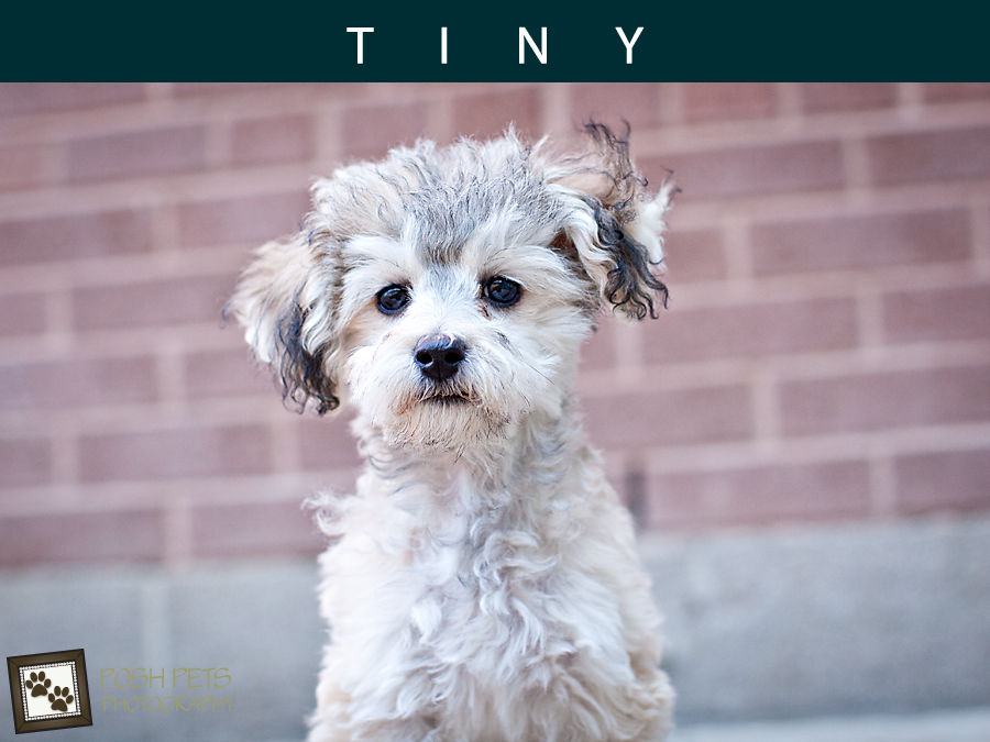 Adoptables – Toronto Animal Services | Fine Art Pet Photographer in Toronto