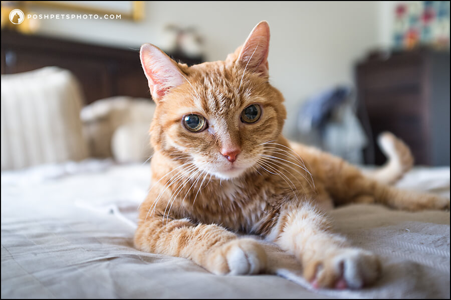 Orange tabby on bed in Toronto, Canada
