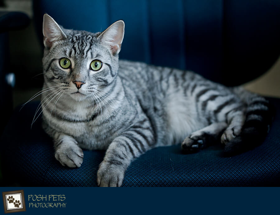 Baxter - A Cat About Town...Comes Home | Exclusive Toronto Pet Photographer  - Pet Photography in Toronto by Posh Pets Photography