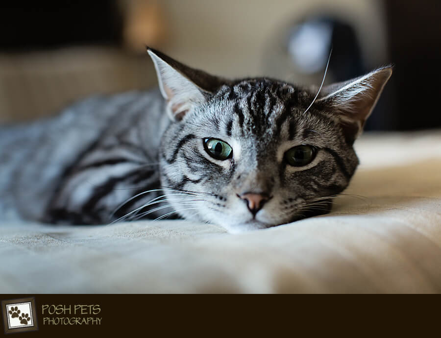 Baxter - A Cat About Town...Comes Home | Exclusive Toronto Pet Photographer  - Pet Photography in Toronto by Posh Pets Photography