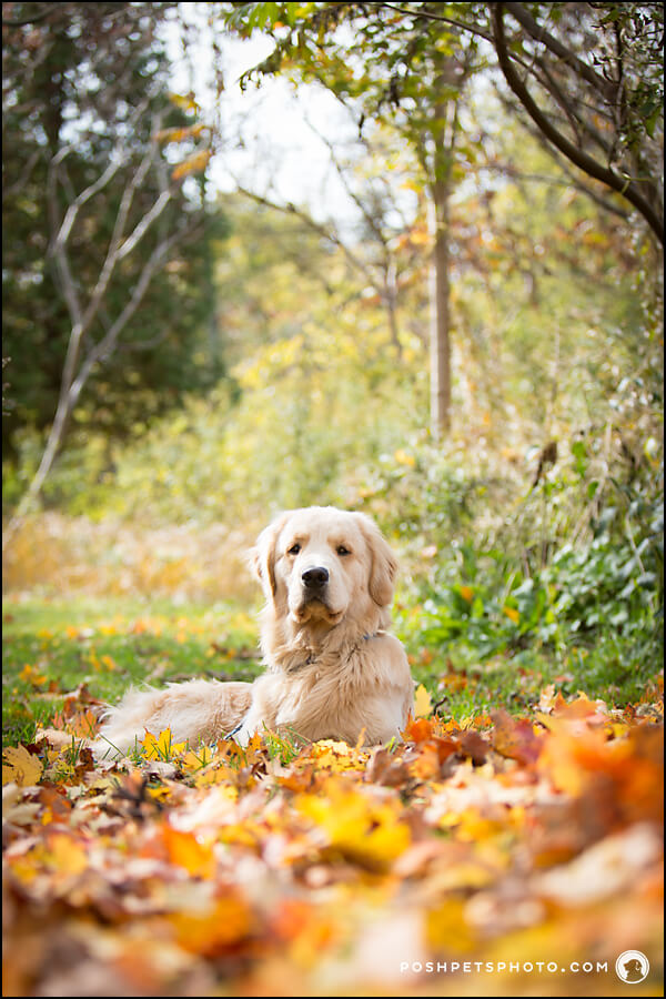golden retriever in autumn leaves in Canada