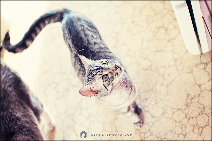 Project 52 – Hungry | Lifestyle Pet Photography