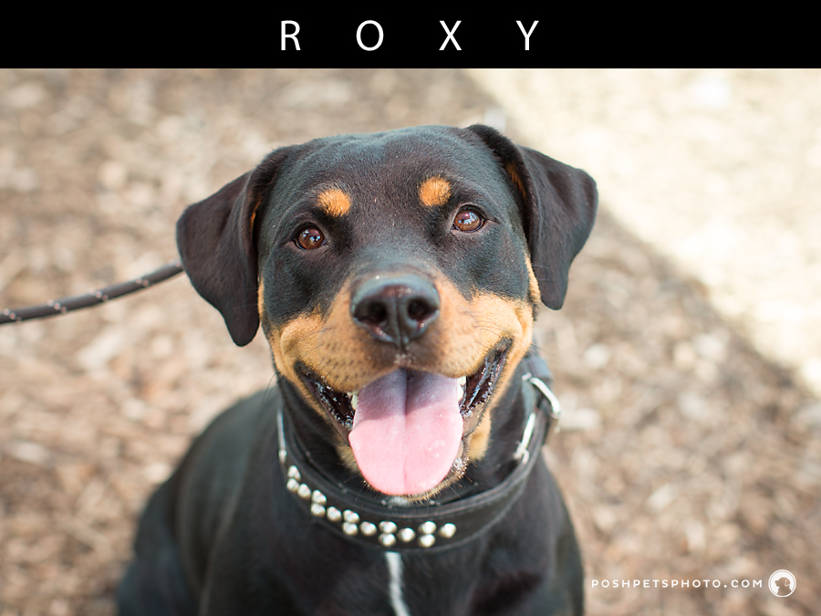 happy smiling rottweiler dog by Toronto photographer