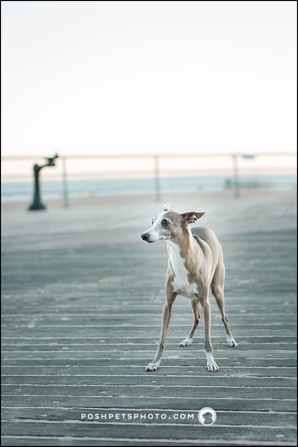 Italian Greyhound senior pet photography portrait