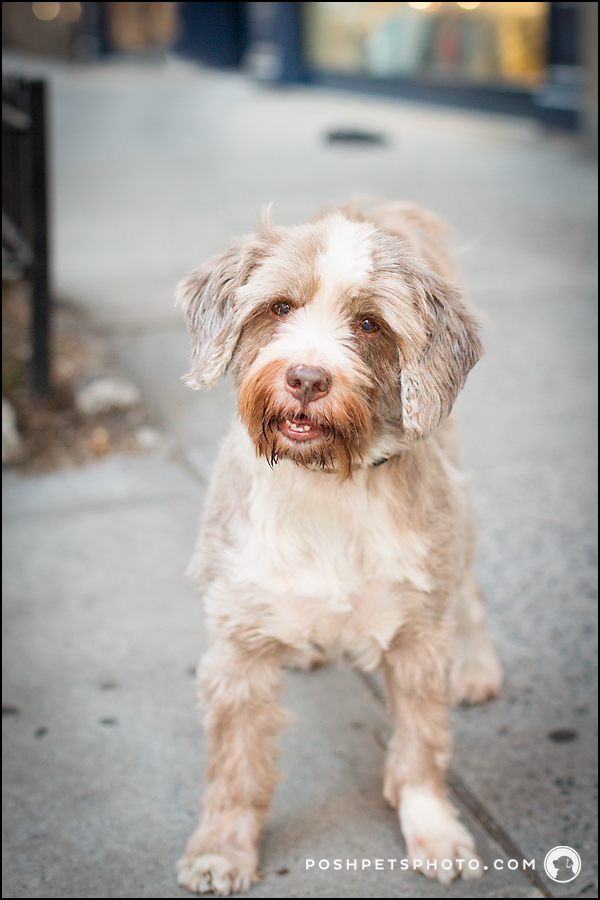 Tibetan Terrier pet photography in New York
