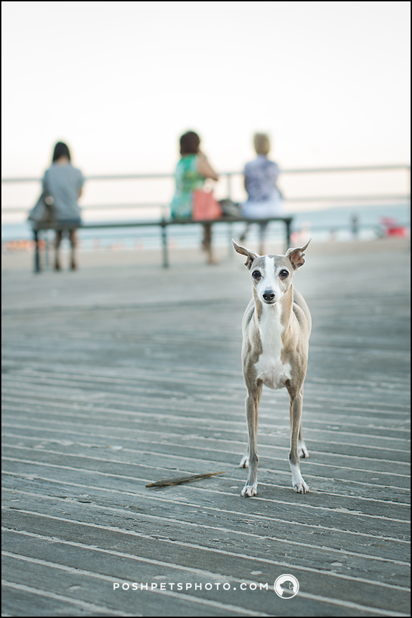 Standing Italian Greyhound on the beach in Brooklyn, New York