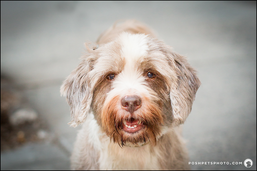 Smiling tibetan terrier dog in New York City