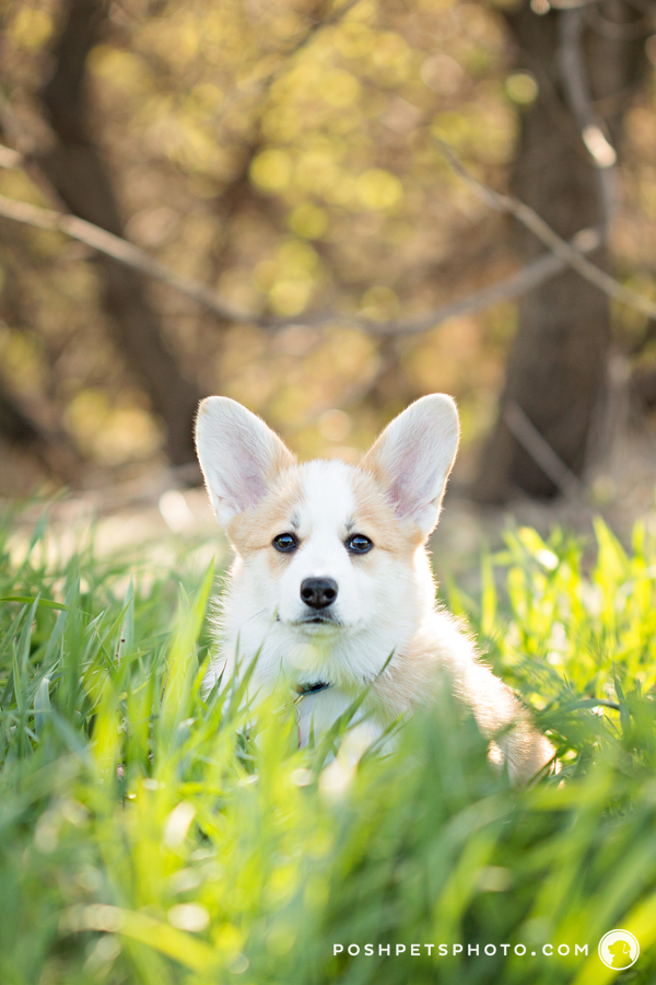 corgi puppy smiling in tall grass with sunlight