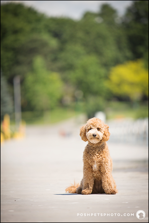 Golden Doodle puppy sitting on a dock