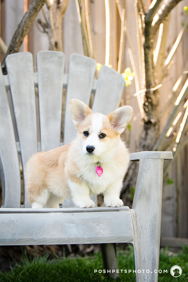 corgi puppy standing on deck chair