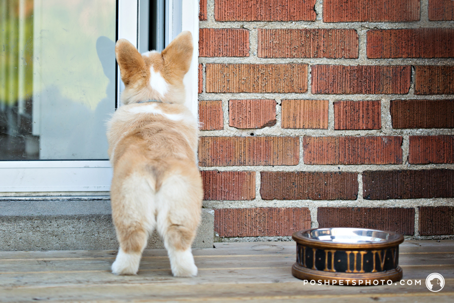 corgi puppy trying to get in backdoor of house
