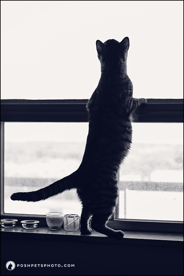 silhouette-cat-at-window-looking-out