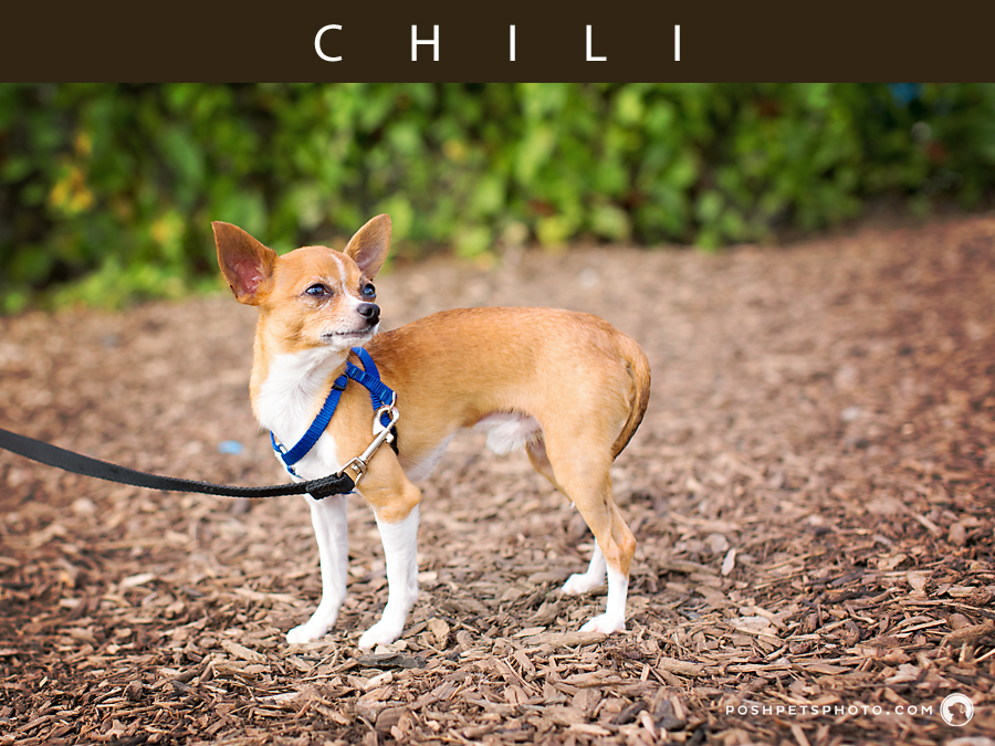 chihuahua-dog-standing-on-woodchips