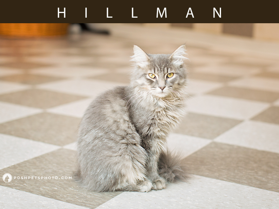 sitting grey long haired kitten