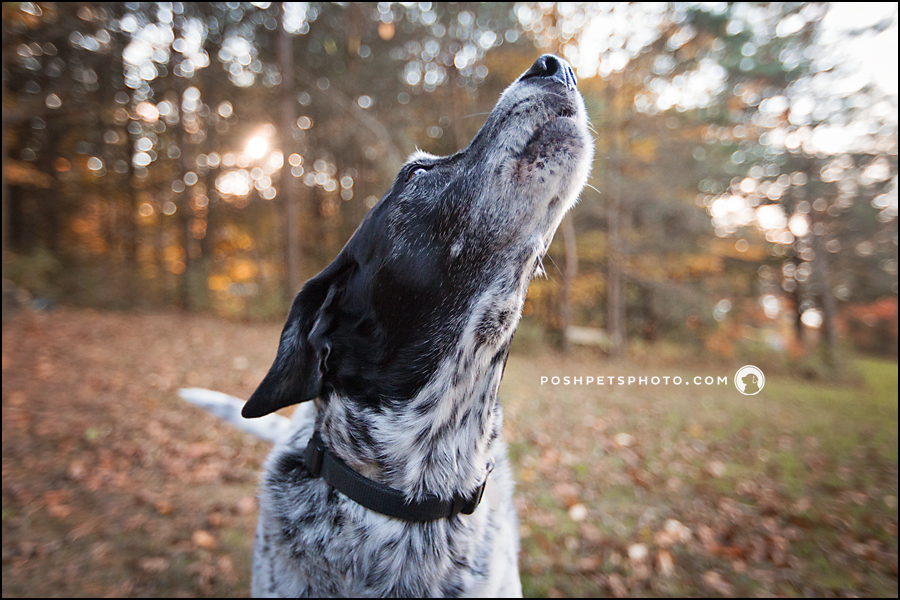german shorthaired pointer howling in leaves