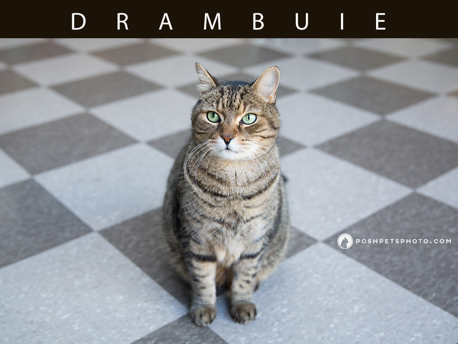 tabby cat on checkered floor