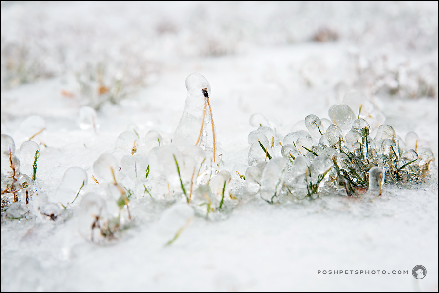 blades of grass with frozen ice