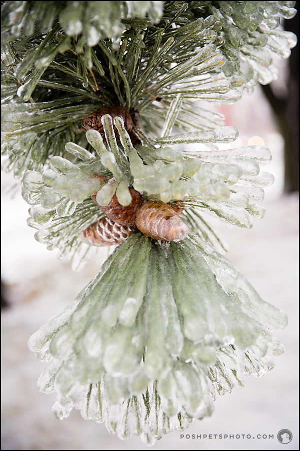 frozen acorns and evergreen tree