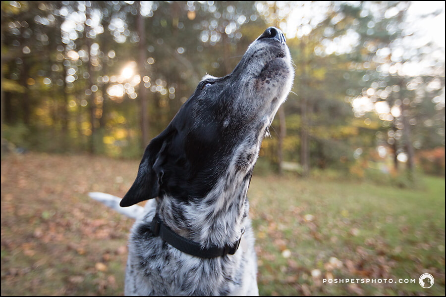 pointer dog howling in leaves