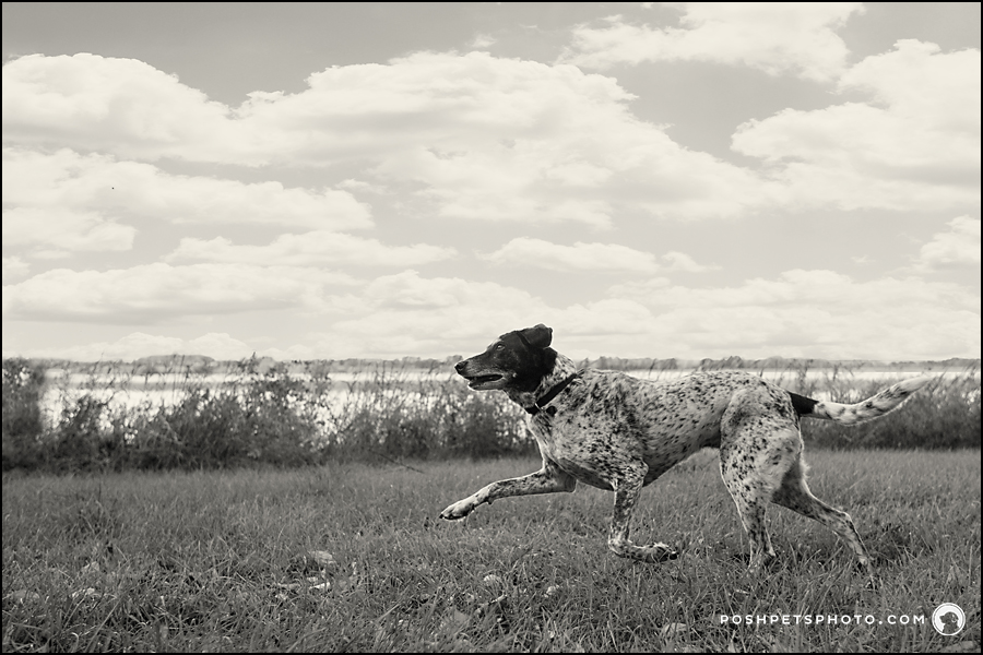 black and white image of running pointer dog