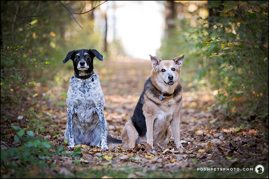 two senior dogs in fall leaves in southern ontario