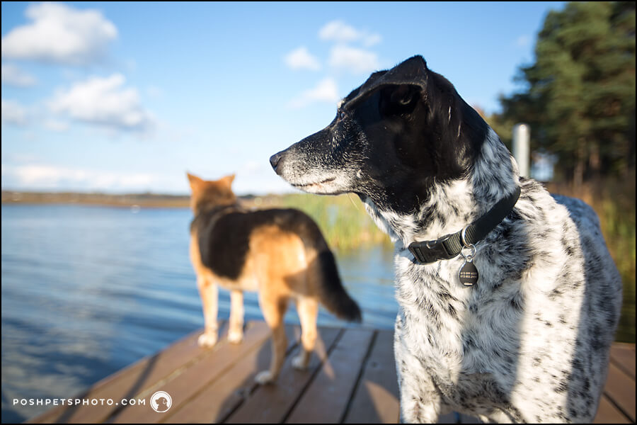 two dogs peering out at lake