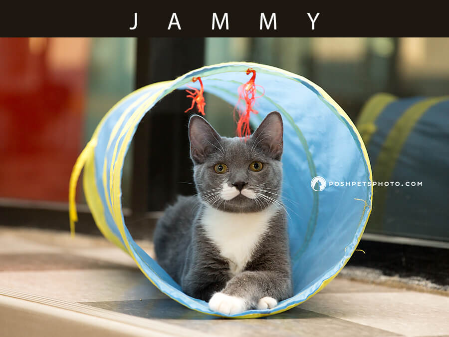 grey and white kitten posing in cat tunnel