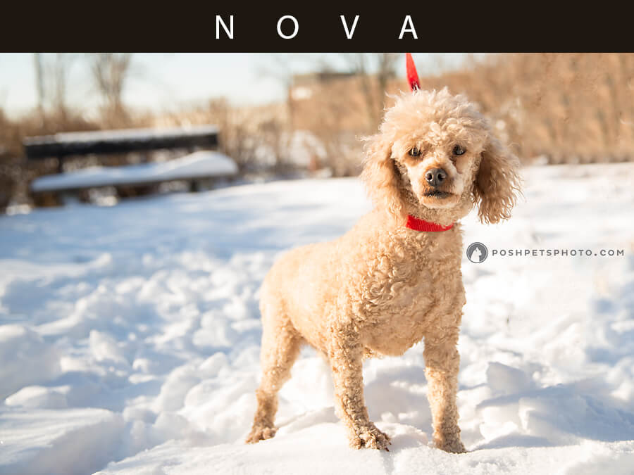 miniature poodle standing in snow