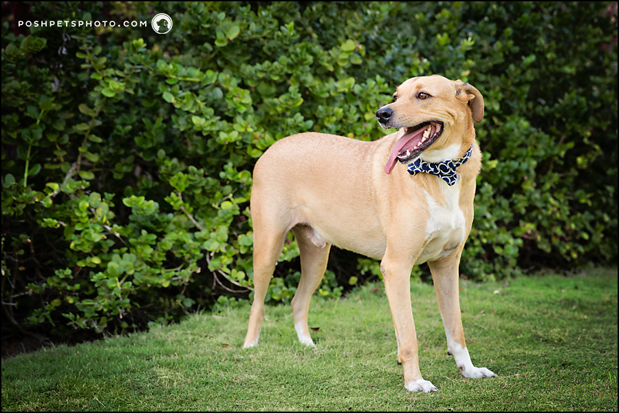 Titef – Island Dog Photography | Island Destination Pet Photographer