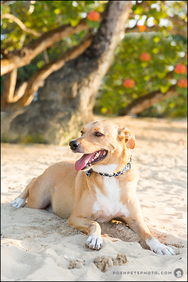 dog lying on beach Dominican Republic