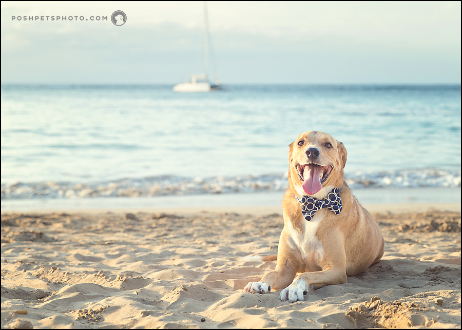 dog with sailboat and beach