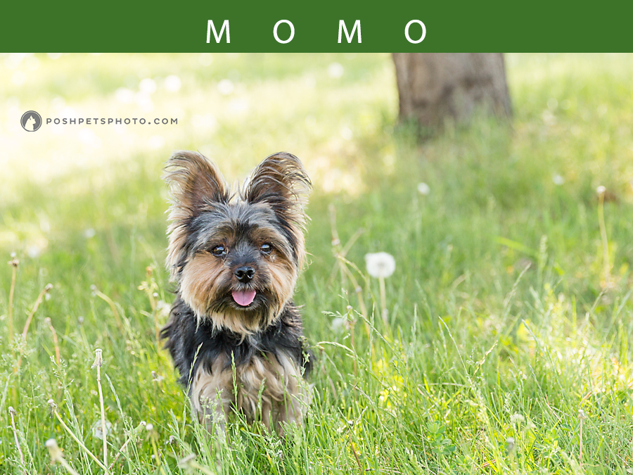 yorkshire-terrier-dog-photography