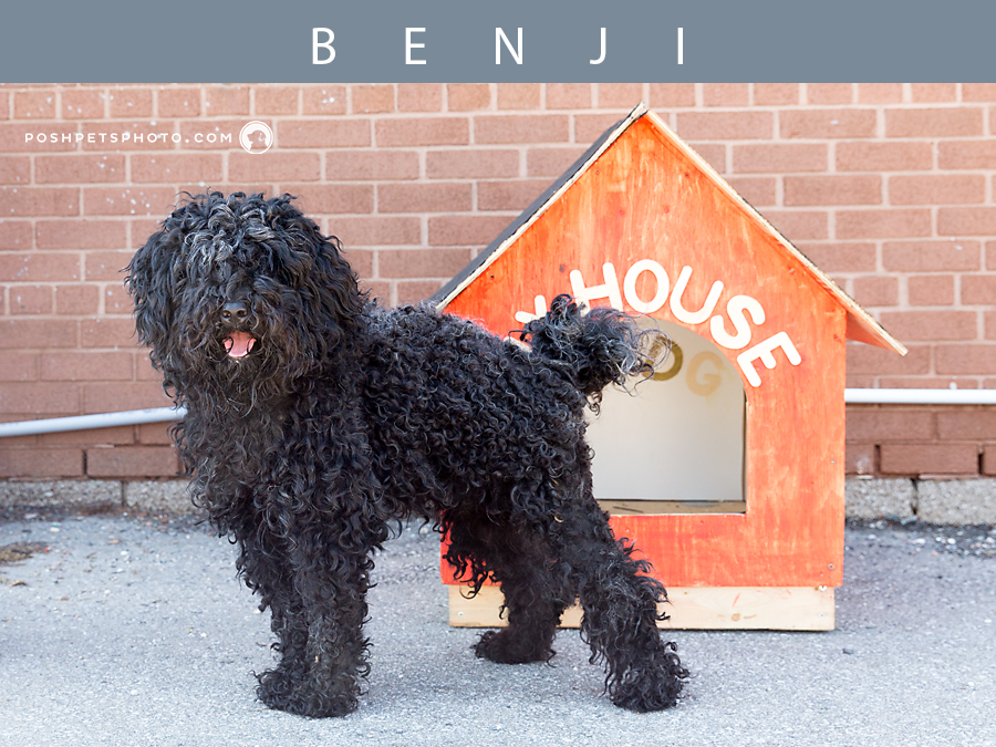 black poodle mix with his dog house in Toronto
