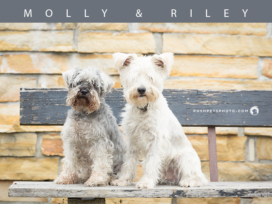 two mini schnauzers on a bench