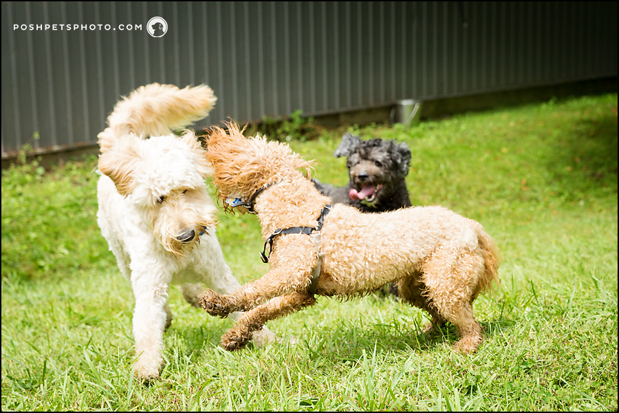 3 doodle dogs playing