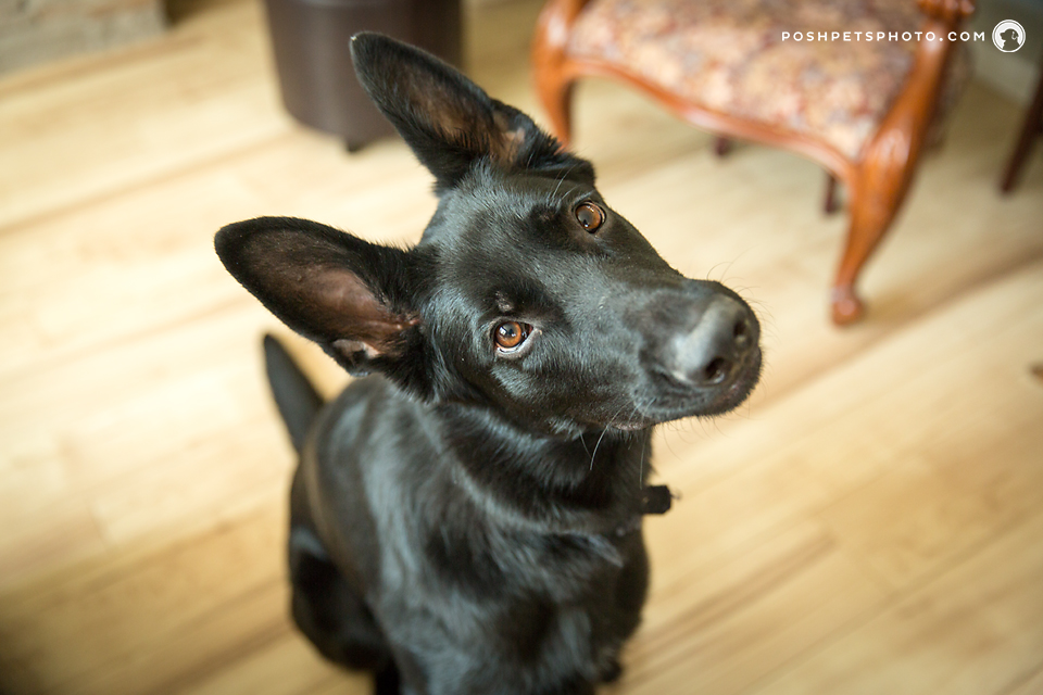 National Black Dog Day – Cinder | Canada Shepherd Dog Photographer
