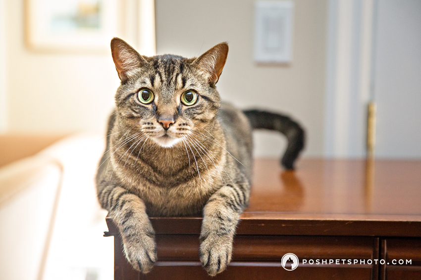 brown tabby cat sitting on dresser