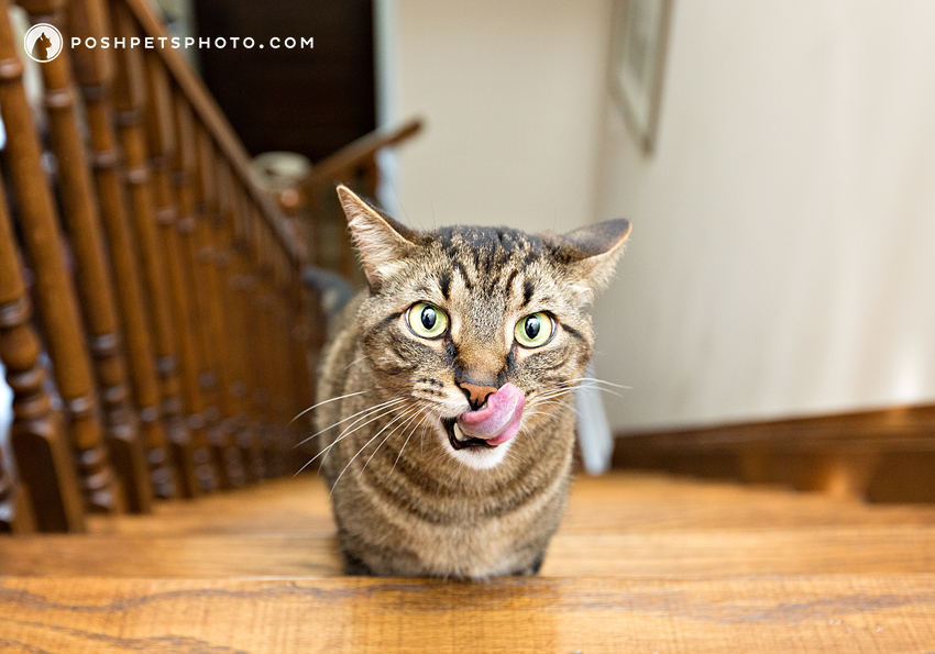 brown tabby cat on stairs