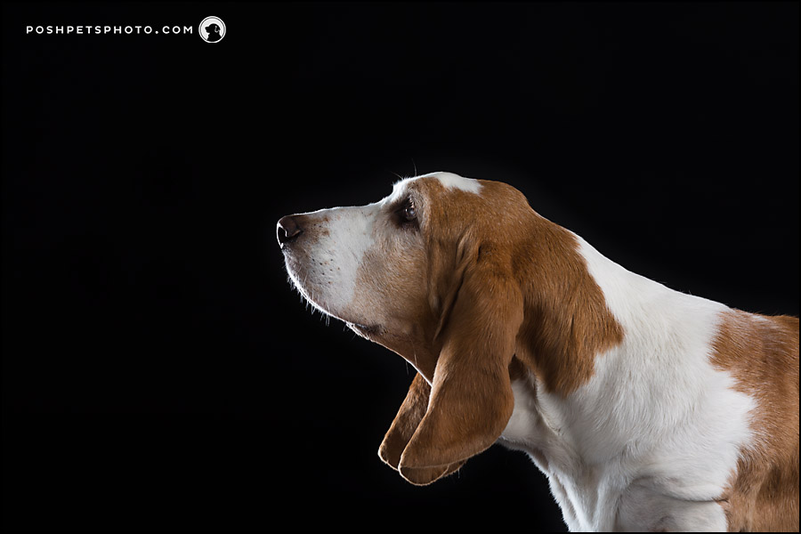 profile shot of basset hound