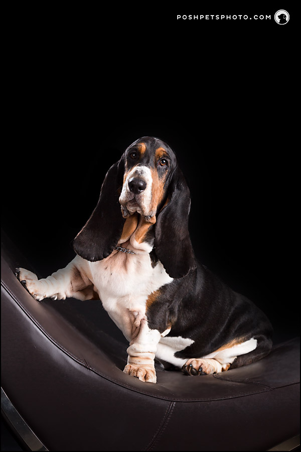 basset hound portrait on curvy couch