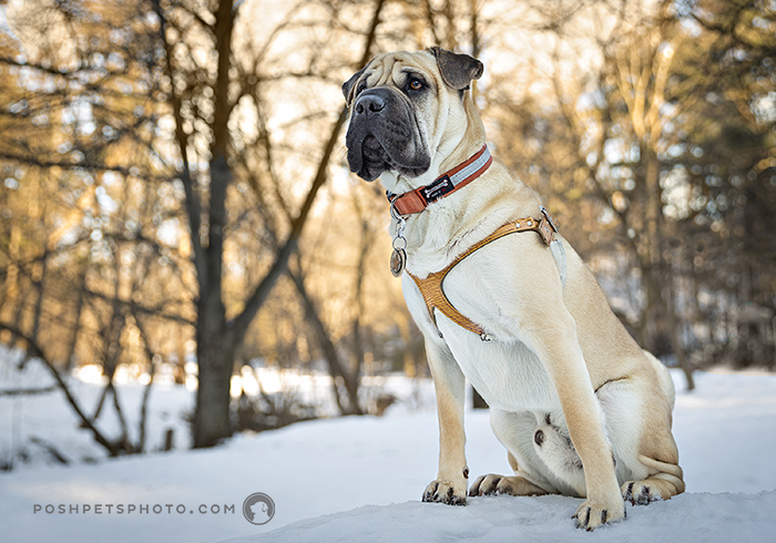 Washburn – A Perfect Gentleman | Toronto Dog Photographer