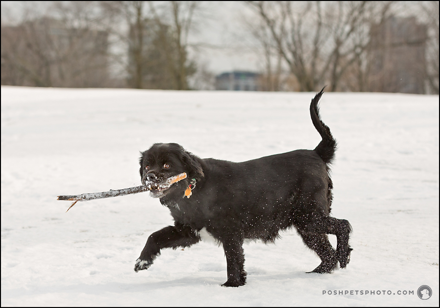 dog running in snow with stick