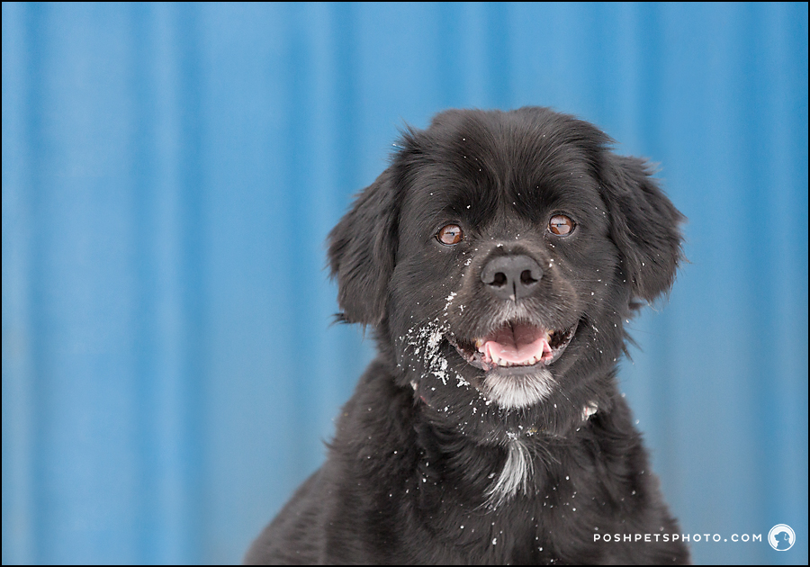 smiling black dog against blue background