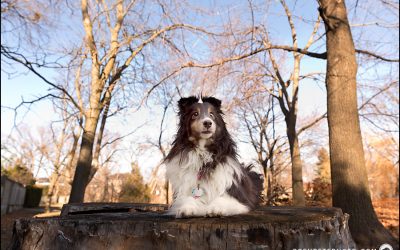 Magic – Heritage Session | GTA Pet Photographer