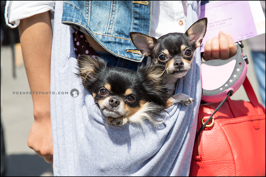two chihuahuas in a sack