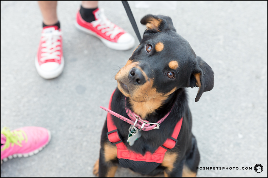 Toronto-dog-photography-rottweiler-puppy