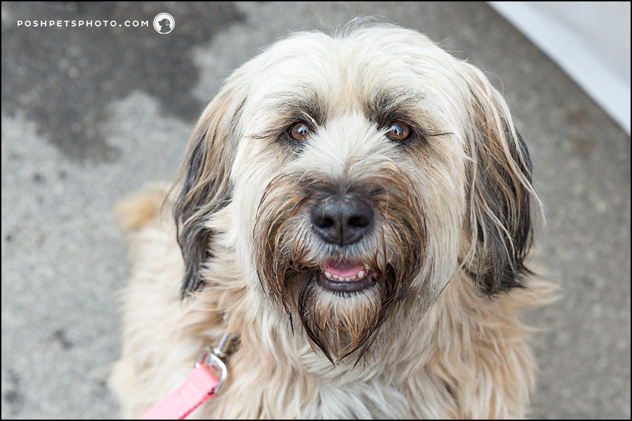 smiling dog in Toronto