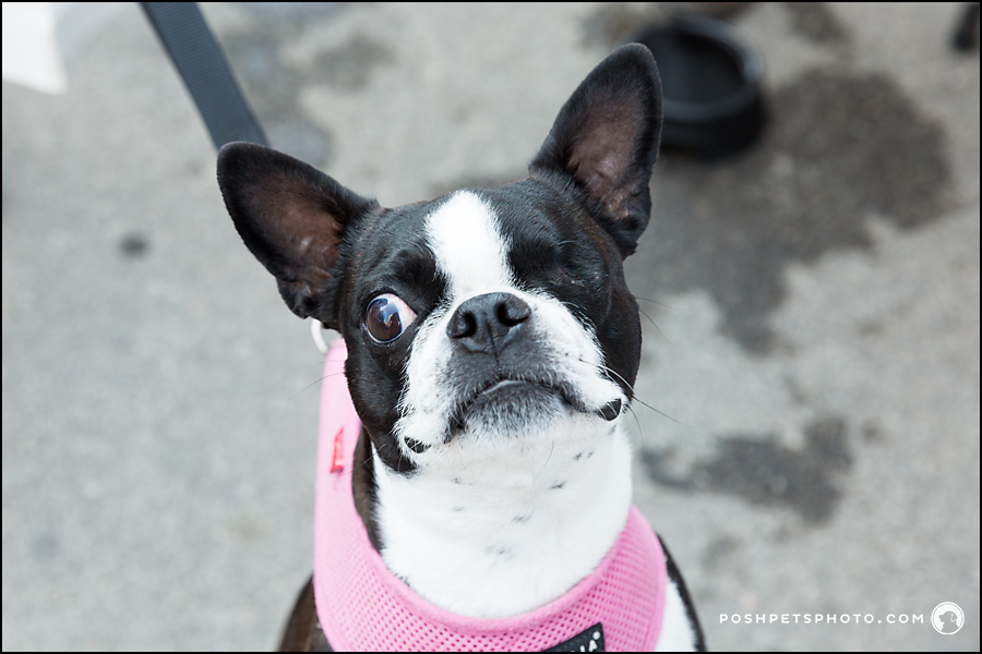 one-eyed boston dog in toronto